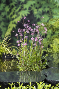 Moerings Echte koekoeksbloem klaar in vijvermand / Lychnis flos-cuculi