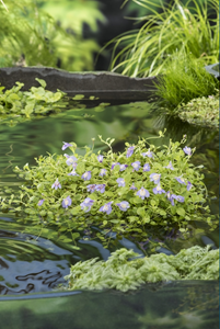 Moerings Mazus klaar in vijvermand / Mazus reptans Blauw