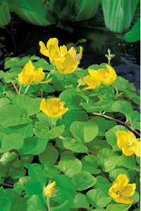 Moerings Penningkruid klaar in vijvermand / Lysimachia nummularia 'Aurea'