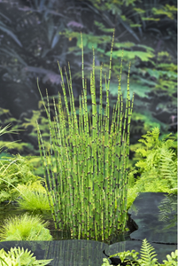 Moerings Japanse holpijp klaar in vijvermand / Equisetum japonica