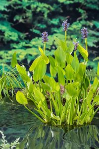 Moerings Blauw snoekkruid klaar in vijvermand / Pontederia cordata