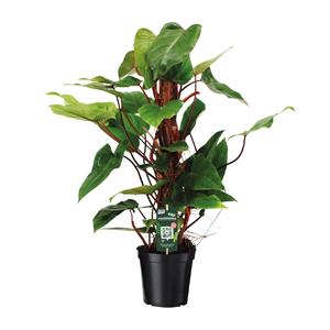 Everspring Philodendron red emerald - ø19 ↑↓f80 philodendron red emerald - ø19 ↑↓f80