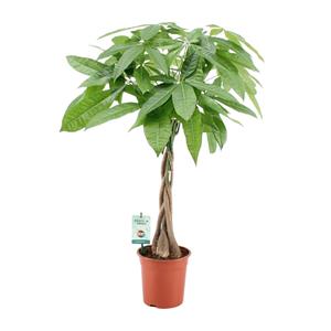Pachira aqautica - ø19cm - ↑↓f80cm pachira aqautica - ø19cm - ↑↓f80cm