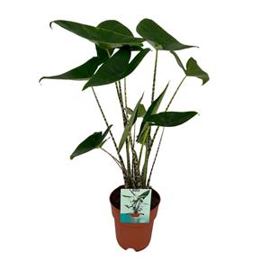 Everspring Alocasia zebrina ø19cm - ↑↓f75cm alocasia zebrina ø19cm - ↑↓f75cm