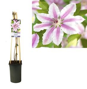 Everspring Clematis 'nelly moser' +light label - ø17cm - ↑↓f75cm