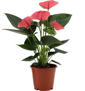 Everspring Anthurium sweet dream in transparant sleeve - ø12cm - ↑↓f36cm anthurium sweet dream in transparant sleeve - ø12cm - ↑↓f36cm