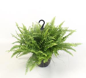 Everspring Nephrolepis boston green moment hang - ø19cm - ↑↓f60cm