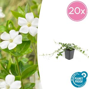 Everspring Vinca minor 'alba' - ↑↓f10-25cm - ø9cm vinca minor 'alba' - ↑↓f10-25cm - ø9cm - 20x