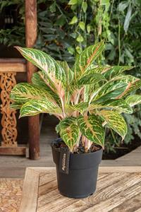 Everspring Aglaonema coco melon - ø19cm - ↑↓f60cm