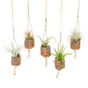 Everspring Kokodama birdnest 7 cm tillandsia mix - ø7cm - ↑↓f5cm kokodama birdnest tillandsia mix - 5 stuks - ø7cm - ↑↓f5cm