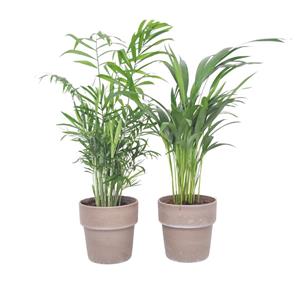 Everspring Palm mix in terracotta - ø12 ↑↓f40 palm mix in terracotta - 2 stuks - ø12cm - ↑↓f40cm