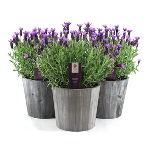 Everspring Lavandula st. 'anouk' collection p19 in wood - ø21cm - ↑↓f45cm lavandula st. 'anouk' collection p19 in wood - ø21cm - ↑↓f45cm