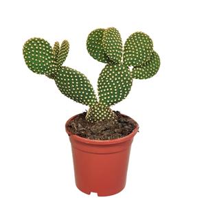 Everspring Opuntia microdasys opuntia microdasys - 17cm - zonder pot