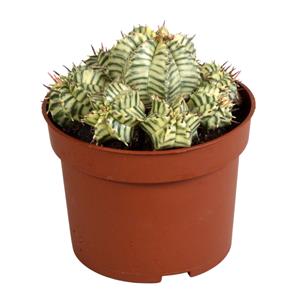 Everspring Euphorbia meloformis variegata euphorbia meloformis variegata - clay - 10,5cm - 1x
