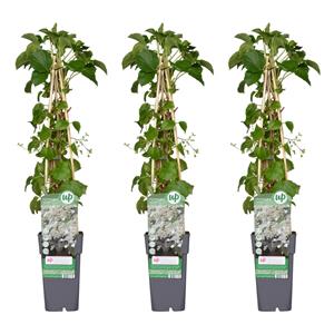 Hydrangea petiolaris - klimhortensia 3x - hydrangea petiolaris - ↨65cm - ø15
