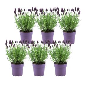 Everspring Lavandula stoechas anouk lavandula stoechas anouk - 12 cm pot - set van 6 kuiflavendel