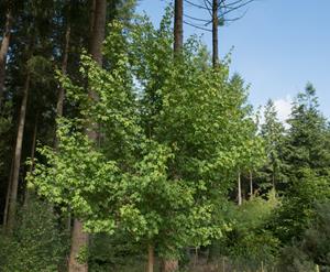 Tuinplant.nl Spaanse aak