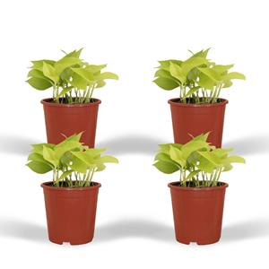 Everspring Epipremnum golden pothos epipremnum golden pothos (scindapsus) - 4 stuks - ø12cm - ↑↓f15cm