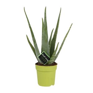 Everspring Aloe vera - ø12cm - ↑↓f45cm aloe vera - ø12cm - ↑↓f45cm