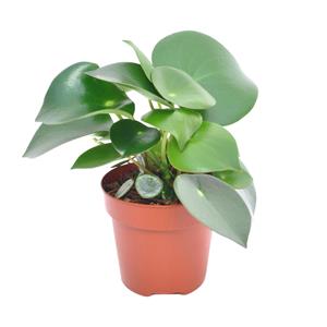 Everspring Peperomia raindrop - ø12cm - ↑↓f20cm peperomia raindrop - ø12cm - ↑↓f20cm