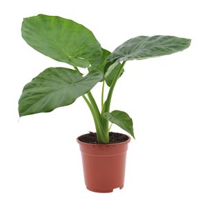 Everspring Alocasia macrorrhiza - ø17cm - ↑↓f50cm alocasia macrorrhiza - ø17cm - ↑↓f50cm