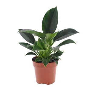 Everspring Philodendron green princess - ø12cm - ↑↓f25cm philodendron green princess - ø12cm - ↑↓f25cm