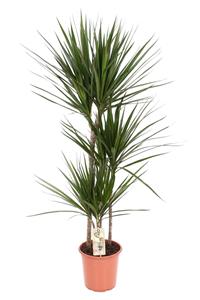 Everspring Dracaena marginata - ø21 ↑↓f120 dracaena marginata - ø21 ↑↓f120