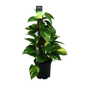 Everspring Scindapsus (epipremnum) - ø15cm - ↑↓f50cm scindapsus (epipremnum) - ø15cm - ↑↓f50cm
