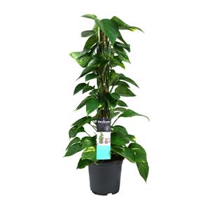 Everspring Scindapsus (epipremnum) - ø19cm - ↑↓f80cm scindapsus (epipremnum) - ø19cm - ↑↓f80cm