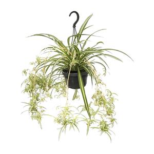 Everspring Chlorophytum comosum variegatum - ø14cm - ↑↓f55cm chlorophytum comosum variegatum - ø14cm - ↑↓f55cm
