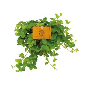 Everspring Peperomia rotundifolia - ø11cm - ↑↓f15cm peperomia rotundifolia - ø11cm - ↑↓f15cm