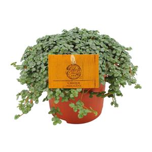 Everspring Pilea glauca - ø11cm - ↑↓f15cm pilea glauca - ø11cm - ↑↓f15cm