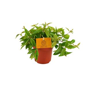 Everspring Peperomia ang. Rocca vivace - ø11cm - ↑↓f15cm peperomia ang. Rocca vivace - ø11cm - ↑↓f15cm