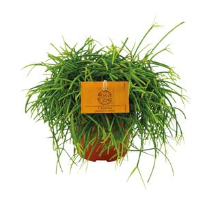 Everspring Rhipsalis cashero - ø12 ↑↓f20 rhipsalis cashero - ø12 ↑↓f20