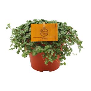 Everspring Pilea glauca - ø12cm - ↑↓f20cm pilea glauca - ø12cm - ↑↓f20cm