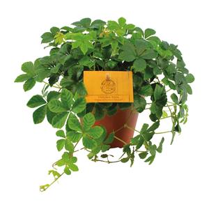 Everspring Parthenocissus striata - ø12cm - ↑↓f20cm parthenocissus striata - ø12cm - ↑↓f20cm