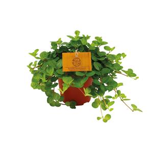 Everspring Peperomia rotundifolia - ø12cm - ↑↓f20cm peperomia rotundifolia - ø12cm - ↑↓f20cm