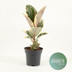 Everspring Ficus elastica tineke - ø14cm - ↑↓f45cm ficus elastica tineke - ø14cm - ↑↓f45cm