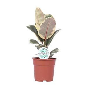 Everspring Ficus elastica tineke - ø17cm - ↑↓f50cm ficus elastica tineke - ø17cm - ↑↓f50cm