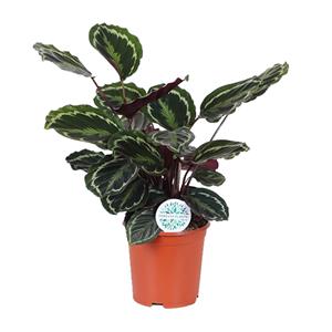 Everspring Calathea medallion - ø21cm - ↑↓f70cm calathea medallion - ø21cm - ↑↓f70cm