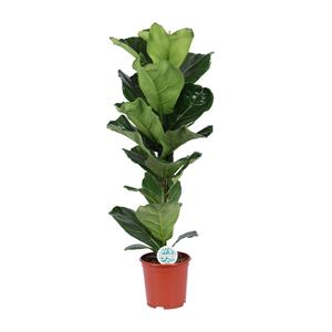 Everspring Ficus lyrata - ø21cm - ↑↓f90cm ficus lyrata - ø21cm - ↑↓f90cm