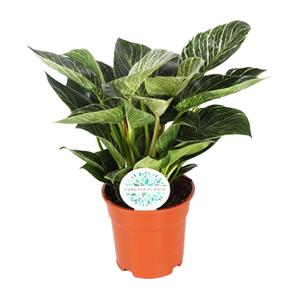 Everspring Philodendron birkin - ø17cm - ↑↓f30cm philodendron birkin - ø17cm - ↑↓f30cm