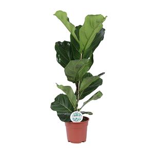 Everspring Ficus lyrata - ø17cm - ↑↓f60cm ficus lyrata - ø17cm - ↑↓f60cm