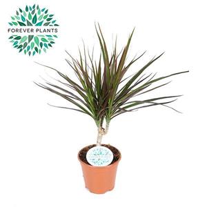 Everspring Dracaena magenta - ø14cm - ↑↓f55cm dracaena magenta - ø14cm - ↑↓f55cm