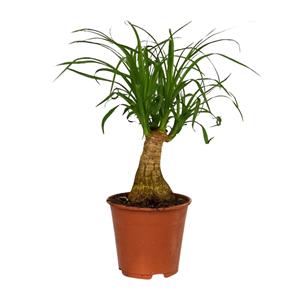 Everspring Beaucarnea nolina - ø14cm - ↑↓f40cm beaucarnea nolina - ø14cm - ↑↓f40cm