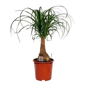 Everspring Beaucarnea nolina - ø19cm - ↑↓f60cm beaucarnea nolina - ø19cm - ↑↓f60cm