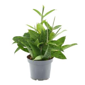 Everspring Dracaena surculosa - ø14cm - ↑↓f40cm dracaena surculosa - ø14cm - ↑↓f40cm