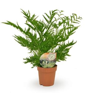Everspring Pteris straminea - ø12cm - ↑↓f35cm pteris straminea - ø12cm - ↑↓f35cm