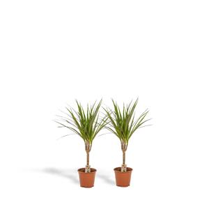 Everspring Dracaena marginata 2x dracaena - ↨60cm - ø14cm