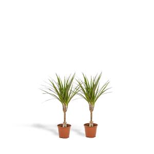 Everspring Dracaena marginata 2x dracaena - ↨60cm - ø14cm